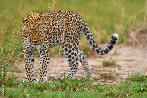 Uganda wildlife. Leopard, Panthera pardus shortidgei, hidden head portrait in the nice orange grass, big wild cat in the nature habitat, sunny day on the savannah, Queen Elizabeth NP. Wildlife nature. photo