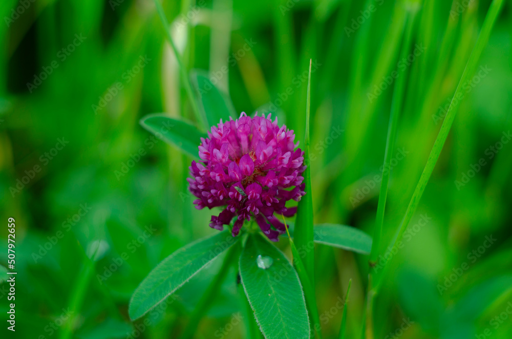 Red clover, a flowering plant in the legume family