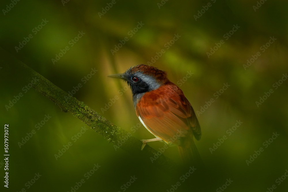 Fototapeta premium White-bellied antbird, Myrmeciza longipe, rare bird in the forest habitat, Trinidad and Tobago. Wildlife nature. Antbird sitting on the branch in tropic mountain forest.