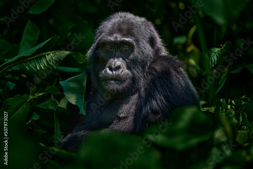 Gorilla - wildlife close-up portrait . Mountain gorilla, Mgahinga National Park in Uganda. Detail head portrait with beautiful eyes. Wildlife scene from nature. Africa. mammal in green vegetation. © ondrejprosicky