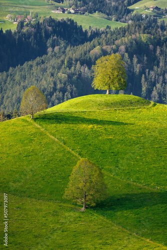 Fotografie tree on in hill in Reutenen, Emmental