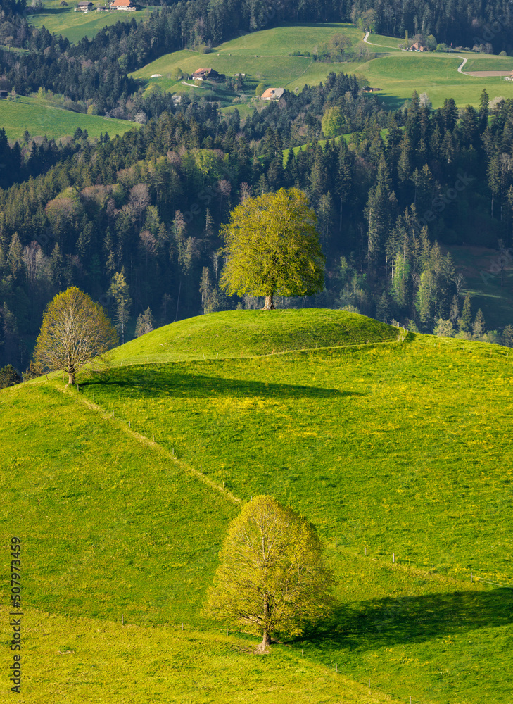 Obraz premium tree on in hill in Reutenen, Emmental
