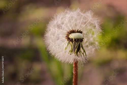 A blooming dandelion in the garden  which the wind blew away a few seeds. The seeds fly around near the dandelion. It s spring day and dandelion seeds are flying everywhere. The background is green.