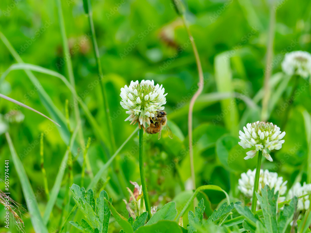 野の花の蜜を集めるミツバチ 野の花の蜜を集めるミツバチ