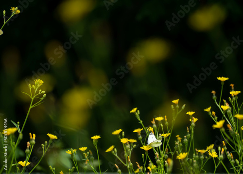 野の花に止まるモンシロチョウ
