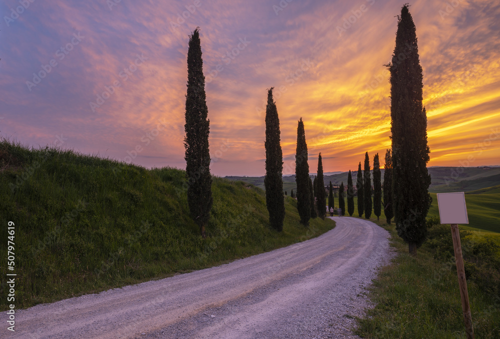 gravel road with cypress trees in Tuscany at sunset.