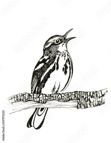 Canvas Print Ink black-and-white warbler bird illustration