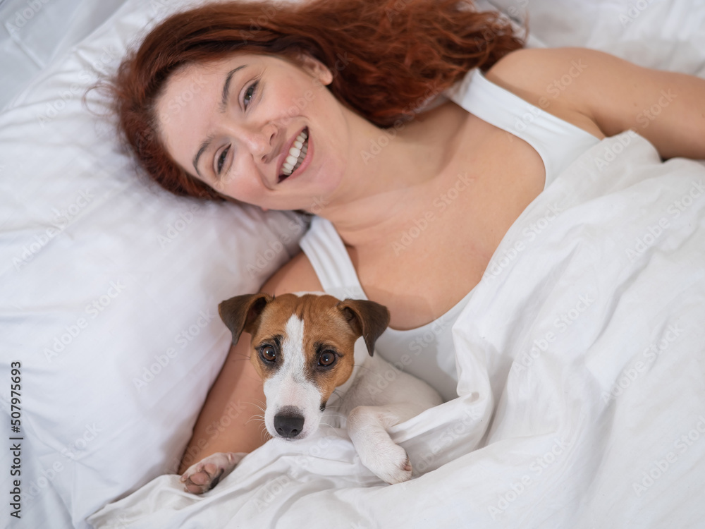 Jack Russell Terrier dog lies in an embrace with the owner in bed. Jack Russell Terrier dog lies in an embrace with the owner in bed.