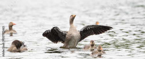 Eine Graugans Zeigt Allen Wer Der Chef Ist Auf Dem Wasser