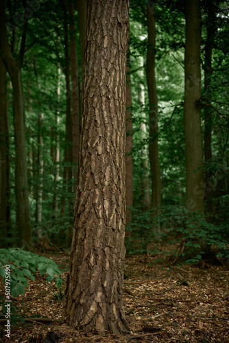 Vertical photo of a close up of a tree trunk isolated with blurred forest background