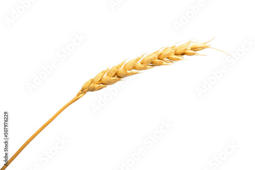 Isolated ear of wheat or rye on a white background. The concept of agriculture food and baking