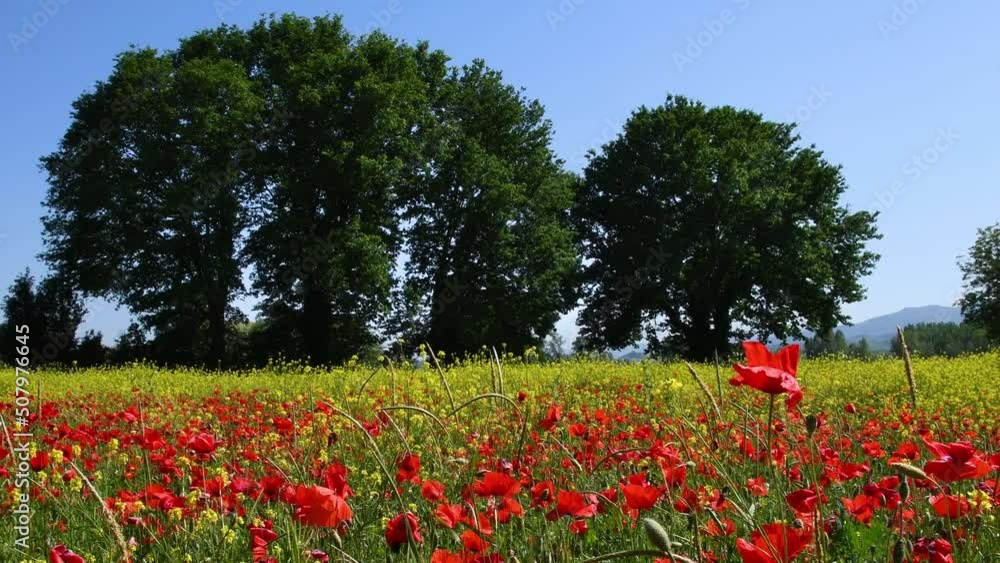 Beautiful Red Poppies swaying in the wind and yellow flowers on background in Tuscany. Italy Beautiful Red Poppies swaying in the wind and yellow flowers on background in Tuscany. Italy