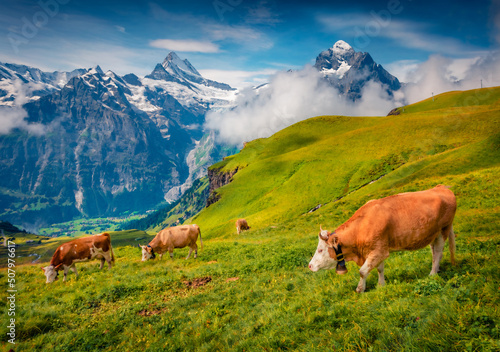 Cows on a mountain pasture. Misty morning view of Bernese Oberland Alps, Grindelwald village location, Switzerland. Nice summer landscape of Swiss Alps with Wetterhorn and Klein Wellhorn peaks.
