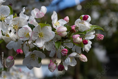 Fotografie Blossoms of a red sentinel apple tree, a ornamental apple also called ruber cust