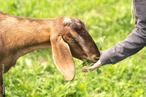 Dairy goats of the Anglo Nubian breed close-up. Kid feeds a goat fresh green grass. Portrait of a goat with big ears on the background of a green meadow countryside. Children and pets