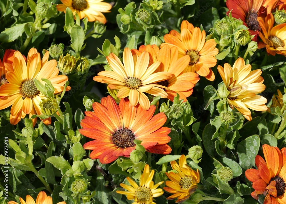 Détail d'un assortiment floral jaune-oranger à l'occasion d'un marché aux fleurs de printemps - obrazy, fototapety, plakaty 