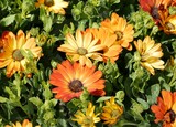 Détail d'un assortiment floral jaune-oranger à l'occasion d'un marché aux fleurs de printemps