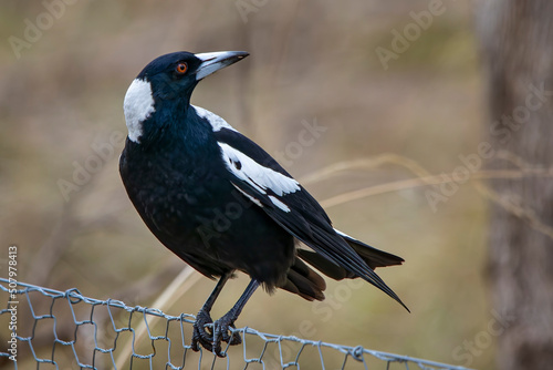 Australian Magpie (Gymnorhina tibicen) photo