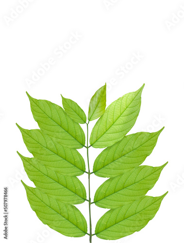 reen leaves and isolated on background clipingpart