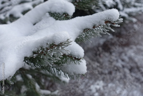 Close view of branch of spruce covered with snow and hoar frost in mid January photo