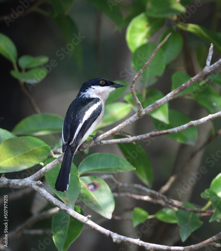 Bar-winged flycatcher-shrike is a small passerine bird usually placed in the Vangidae. It is found in the forests of tropical southern Asia from the Himalayas and hills of southern India to Indonesia.