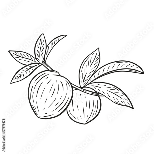 Peaches on branch with foliage vintage hand engraving. Tropical exotic fruits black sketch on white background. Nectarines on leafy twig vector isolated illustration