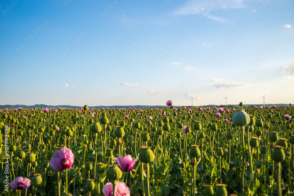 field of opium poppies - obrazy, fototapety, plakaty 