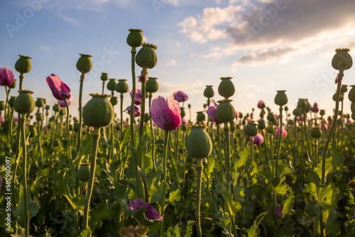 Canvas Print field of opium poppy