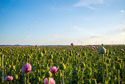 field of opium poppies photo