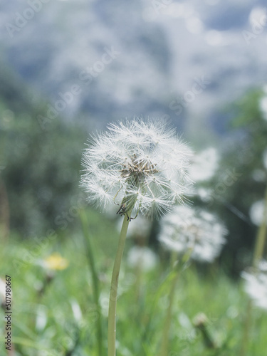 Detailed photo of a dandelion in the grass