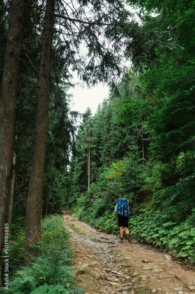 Male hiker with a backpack goes to the mountains on a trail in the woods, back view Male hiker with a backpack goes to the mountains on a trail in the woods, back view
