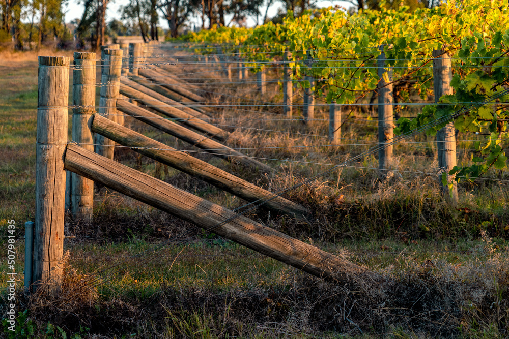 fence in the vineyard