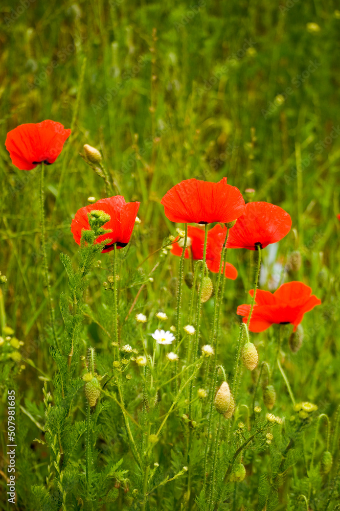 Poppies and camomile in the meadow.