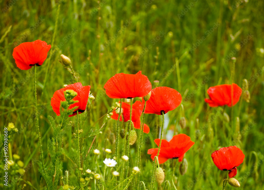 Obraz premium Poppies and camomile in the meadow.