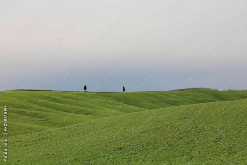 cipress tuscany