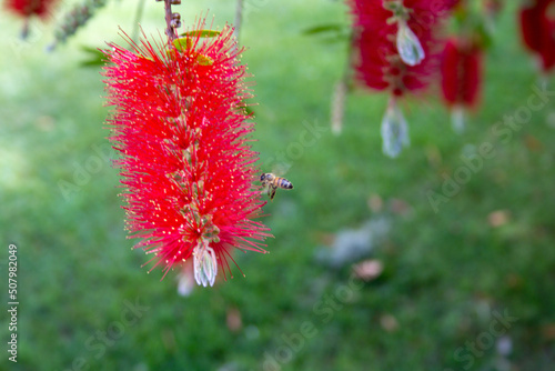 Image of a bee resting on a callistem flower for pollination. Arrival of spring and the importance of bees.