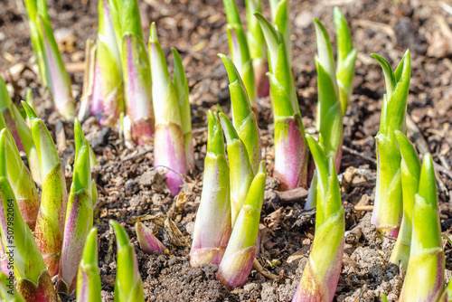 Hosta s young shoots. Hosta in the spring