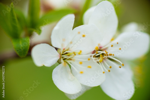 White cherry flowers on a branch on a green blurred background. Beautiful blooms in spring