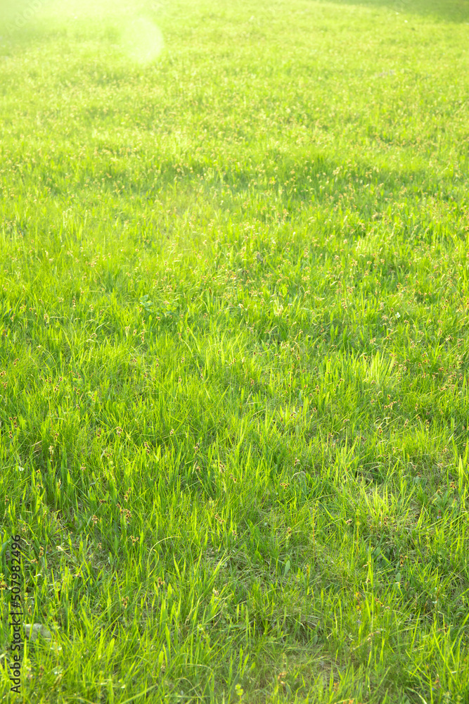 Fresh green grass lawn in sunlight, landscaping in the garden for background Fresh green grass lawn in sunlight, landscaping in the garden for background