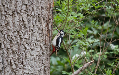 Great Spotted Woodpecker ,Dendrocopos major, holland