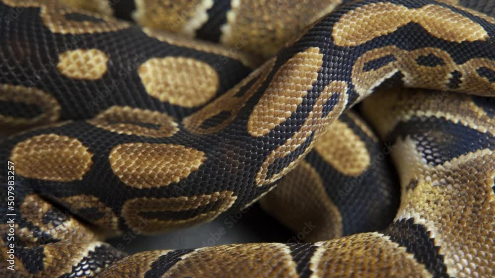 Background of snakeskin. Royal python skin. Background of snakeskin. Royal python skin.