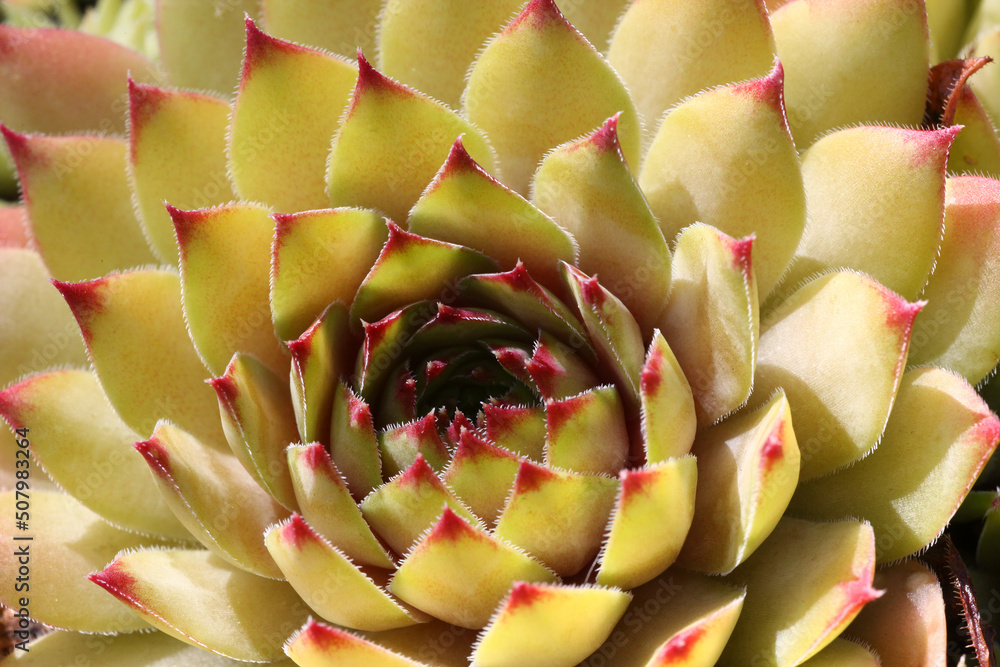 Colourful Semperivum - Houseleek plant is showing off its beautiful colours in the sunshine garden. Colourful Semperivum - Houseleek plant is showing off its beautiful colours in the sunshine garden.