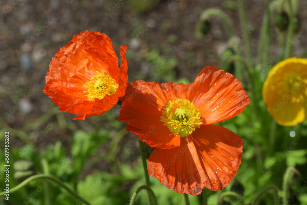 Fototapeta premium 赤いポピー 一輪 １ 蕾 ビビッド 花 