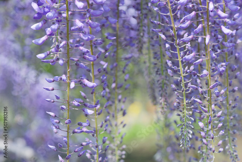 藤の花 藤 紫 花アップ マメ科 つる植物 薄紫 藤棚