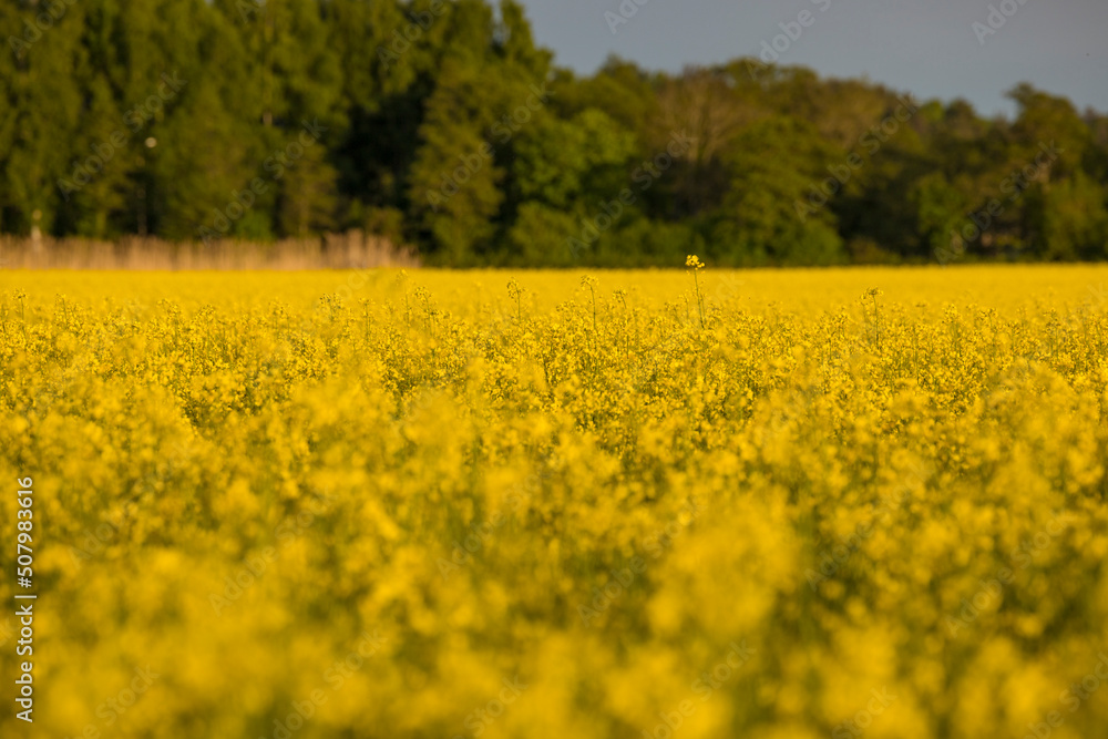 Nykvarn, Sweden A field of yellow raps.