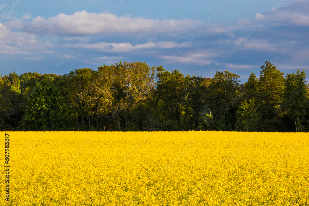 Obraz premium Nykvarn, Sweden A field of yellow raps.