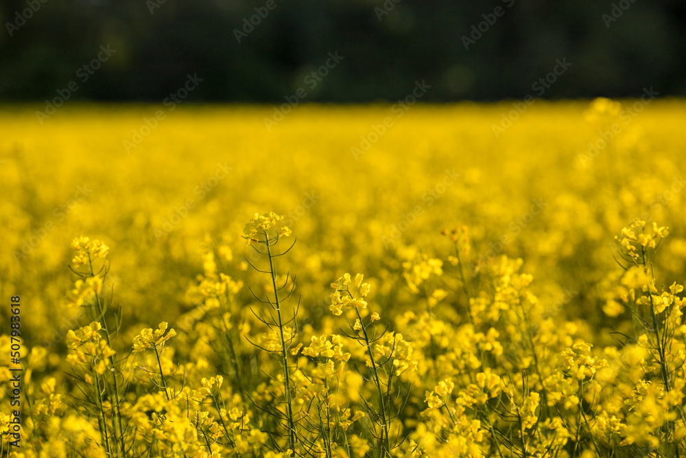 Nykvarn, Sweden A field of yellow raps. Nykvarn, Sweden A field of yellow raps.
