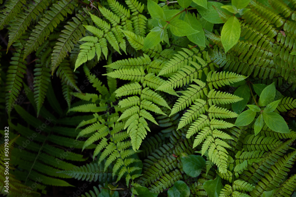 Overlapping fern leaves and other little plants, top view Overlapping fern leaves and other little plants, top view