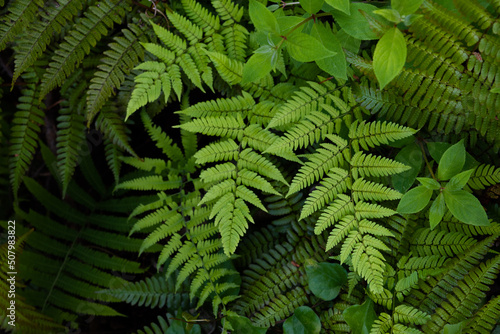 Overlapping fern leaves and other little plants  top view