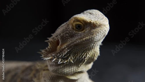 a very beautiful lizard sits on a stone, proudly raised its head up, opens and closes its eyes, rests, warms itself. exotic reptile in a terrarium. Pogona Vitticeps or Bearded Dragon. Australian Agama